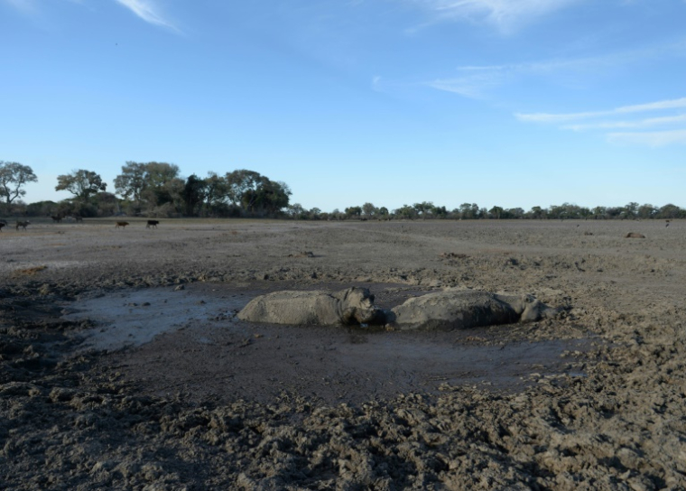Un hippopotame se tient à côté d'un congénère mort dans l'un des canaux asséchés du delta de l'Okavango, près du village de Nxaraga, le 28 septembre 2019 au Botswana ( AFP / MONIRUL BHUIYAN )