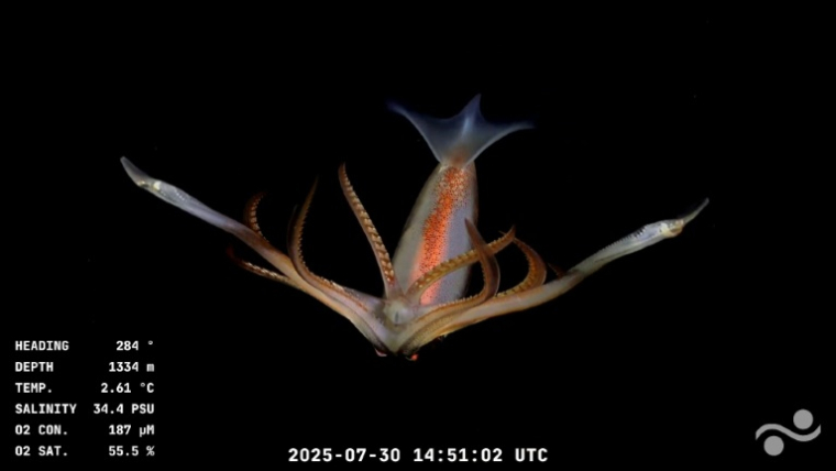 Capture d'écran d'une vidéo publiée par l'Institut océanographique Schmidt et enregistrée par le ROV SuBastian, dans laquelle on peut voir un calamar à 1.334 mètres de profondeur dans le canyon de Mar del Plata, dans la mer Argentine, le 30 juillet 2025. ( Schmidt Ocean Institute / ROV SuBastian / Handout )