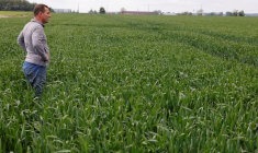 FRANCE: LE BLÉ ET LES VIGNOBLES TOUCHÉS PAR LES VIOLENTS ORAGES DU WEEK-END