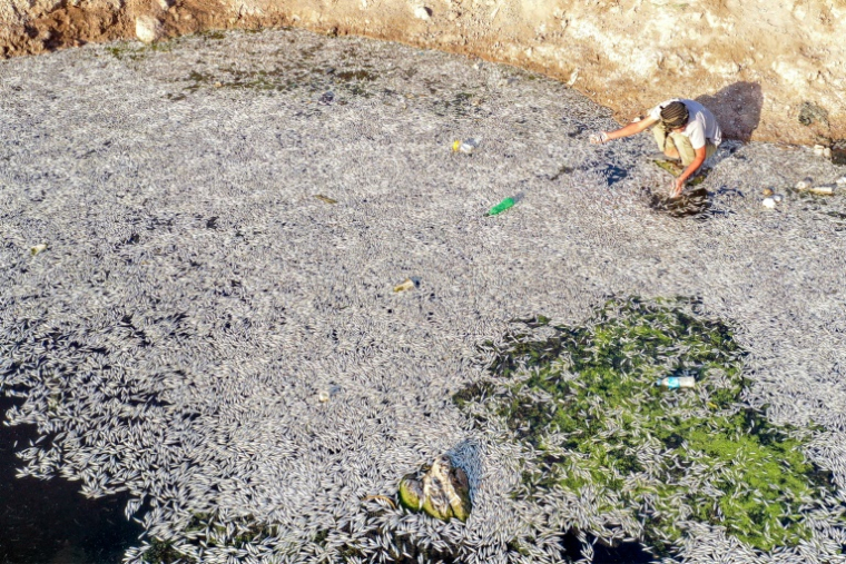 Vue aérienne de poissons morts flottant à la surface du marais d'Ibn Najm, près de Najaf, dans le centre de l'Irak, le 1er juin 2025 ( AFP / Qassem al-KAABI )