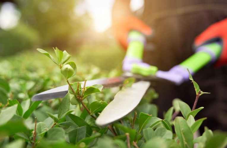 Le printemps est la saison idéale pour cultiver son jardin et se préparer un bel été. ( crédit photo : Shutterstock )