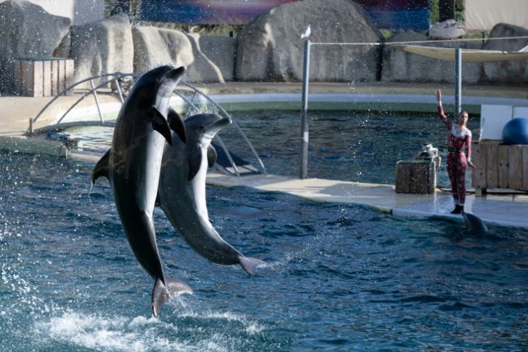 Des dauphins au Marineland d'Antibes, le 2 janvier 2025 ( AFP / MIGUEL MEDINA )