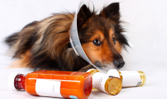 Le spécialiste de la santé animale a décalé la publication de ses résultats au 28 septembre. (© Virbac)