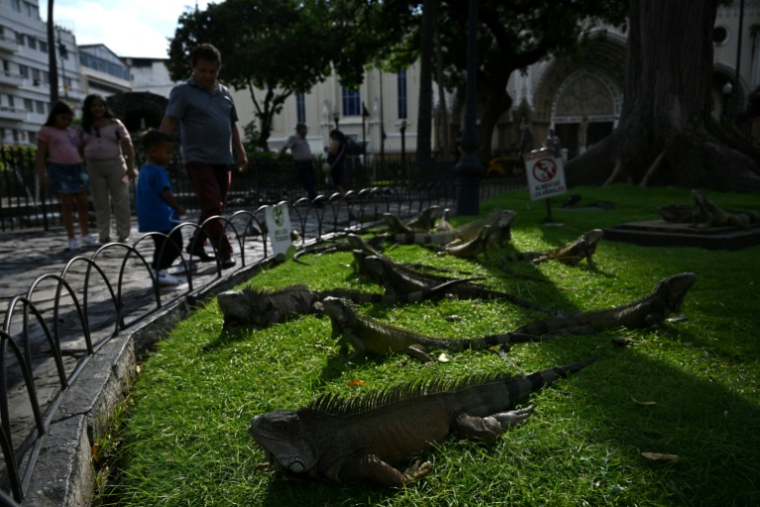 Des iguanes au parc Seminario, également connu sous le nom de "Parc des Iguanes", à Guayaquil, en Équateur, le 9 avril 2025 ( AFP / Raul ARBOLEDA )