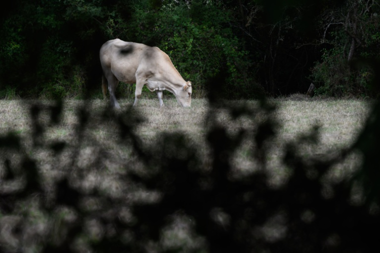 Une vache broute dans un pré de Lavau-sur-Loire, en Loire-Atlantique, le 4 septembre 2026 ( AFP / Loic VENANCE )