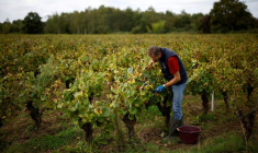 Vendanges dans le Muscadet