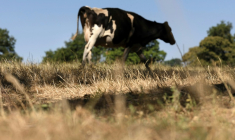 Un virus de la famille des orthobunyavirus a été mis en évidence dans un temps record après une multiplication de cas de fièvre et de diarrhée chez les vaches en Suisse, en France et en Allemagne ( AFP / Fred TANNEAU )