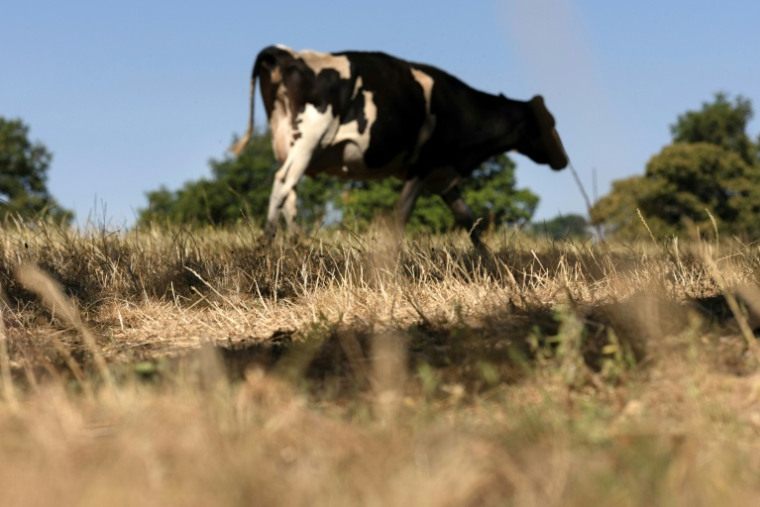 Un virus de la famille des orthobunyavirus a été mis en évidence dans un temps record après une multiplication de cas de fièvre et de diarrhée chez les vaches en Suisse, en France et en Allemagne ( AFP / Fred TANNEAU )