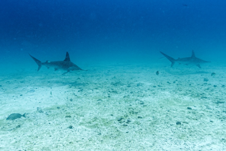 Des requins-marteaux nagent sur le site de plongée de l'île North Seymour dans l'archipel des Galápagos, en Équateur, le 8 mars 2024 ( AFP / Ernesto BENAVIDES )