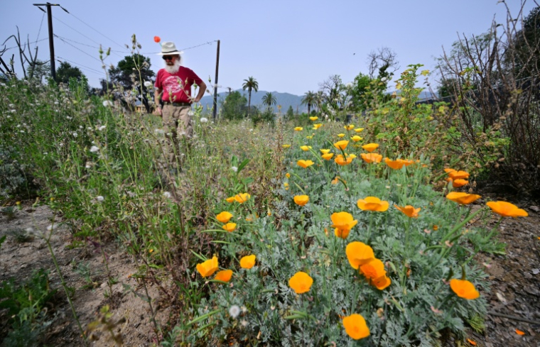 Des pavots de Californie poussent sur le terrain où se trouvait la maison de Rene Amy, détruite par les incendies de Los Angeles en janvier 2025, le 30 mars 2026 à Altadena, en Californie ( AFP / Frederic J. BROWN )
