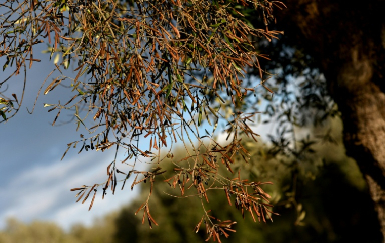 Une branche d'olivier desséchée dans une oliveraie partiellement infectée par la bactérie Xylella Fastidiosa, le 10 février 2016 à Caprarica, près de Lecce, dans la région des Pouilles, en Italie ( AFP / TIZIANA FABI                         )
