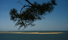 Le banc d'Arguin, îlot "mouvant" de sable près d'Arcachon, en Gironde, le 20 avril 2026 ( AFP / Philippe LOPEZ )