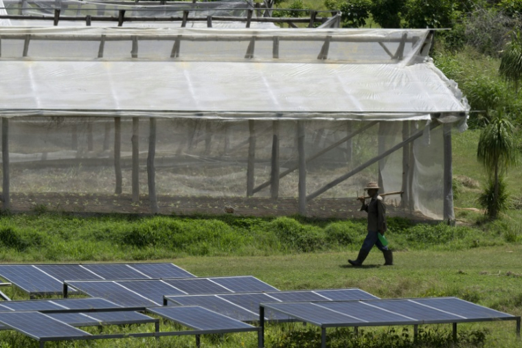 Un agriculteur passe entre une serre et des panneaux solaires  dans la ferme agro-écologique La Burgambilia, à Caimito, dans la province d'Artemisa, le 25 juin 2026 à Cuba ( AFP / Pablo PORCIUNCULA )