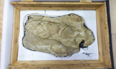 Le crâne fossilisé d'un dinosaure Tarbosaurus bataar exposé lors d'une cérémonie de restitution le 11 juin 2026 à Oulan-Bator ( AFP / BYAMBASUREN BYAMBA-OCHIR )