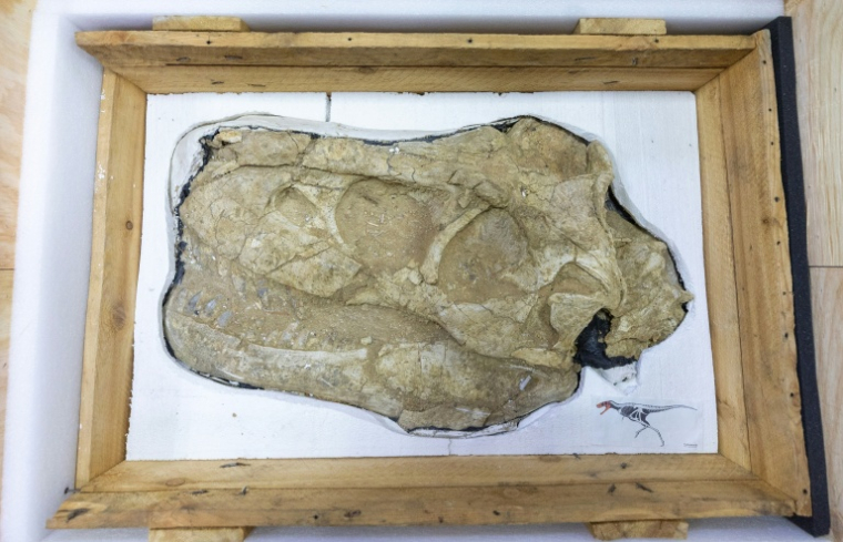 Le crâne fossilisé d'un dinosaure Tarbosaurus bataar exposé lors d'une cérémonie de restitution le 11 juin 2026 à Oulan-Bator ( AFP / BYAMBASUREN BYAMBA-OCHIR )
