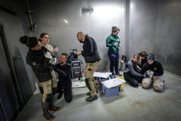 Une équipe de soigneurs et de vétérinaires du parc zoologique de Paris lors de la campagne de vaccination contre la grippe aviaire, le 2 décembre 2025 ( AFP / STEPHANE DE SAKUTIN )