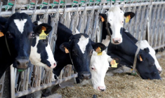 Vaches dans une ferme laitière à Lizines