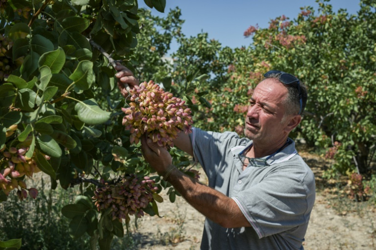 Des pistachiers sur l'île grecque d'Égine, le 24 août 2025 ( AFP / Aris MESSINIS )