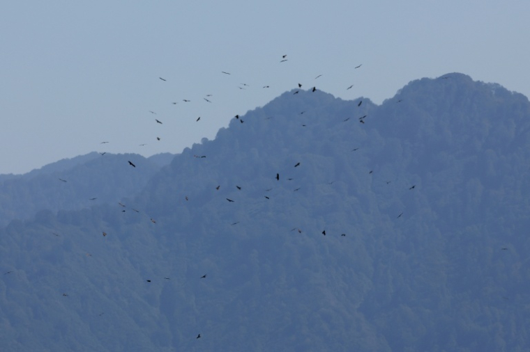 Des rapaces migrent par le "goulot d’étranglement de Batoumi", formé par la mer Noire et les montagnes du Caucase, le 23 septembre 2026 à Sakhalvasho, en Géorgie ( AFP / Giorgi ARJEVANIDZE )