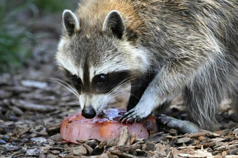 Un raton laveur savoure une friandise glacée au parc animalier de Sainte-Croix à Rhodes, le 14 juillet 2022 en Moselle ( AFP / Frederick FLORIN )