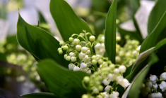 Le 1er-Mai, et son traditionnel muguet, est un temps-fort de l'année des fleuristes (illustration) ( AFP / GEORGES GOBET )