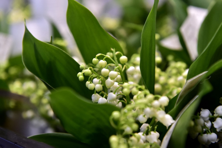 Le 1er-Mai, et son traditionnel muguet, est un temps-fort de l'année des fleuristes (illustration) ( AFP / GEORGES GOBET )