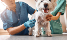 Cotée à Paris depuis 2006, basée à Lure (Haute Saône), Vetoquinol a réalisé un chiffre d'affaires de 540 millions d'euros en 2022 avec 2.500 salariés.  (crédit photo : Adobe Stock)