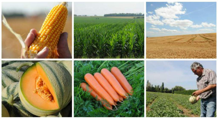 Différents produits issus des semences Vilmorin. (© V. Bouchet / Vilmorin)