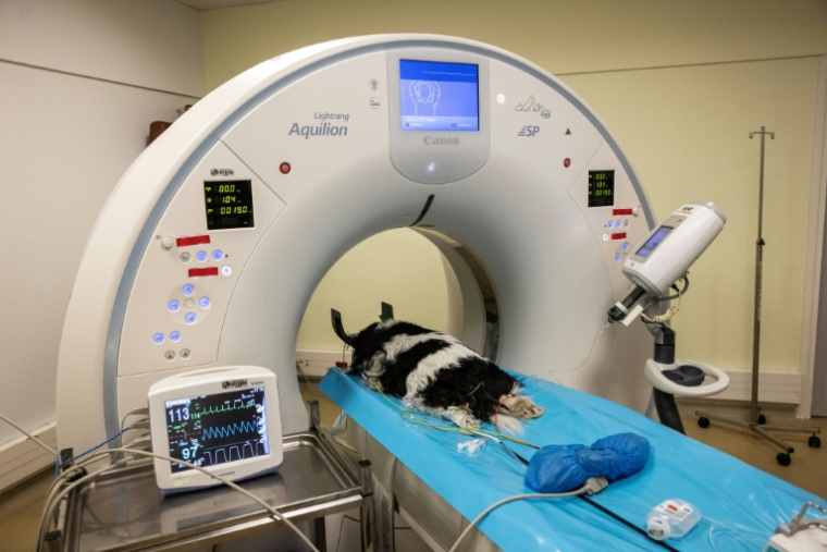 La chienne Naki subit un examen de dépistage du cancer à l'hôpital vétérinaire de Maison-Alfort, le 9 juin 2026 dans le Val-de-Marne ( AFP / Behrouz MEHRI )