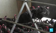 Cultures du soja en France : relocaliser pour lutter contre la déforestation