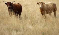 Des vaches parmi l'herbe sèche dans un champ à Ligne