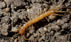 Photo diffusée par Etienne Iorio, le 20 mai 2025, d'un Lithobius à petites pattes ou mille-pattes (Lithobius Micropodus), classé "en voie de disparition", à Ramatuelle en 2023, dans le Var ( Etienne Iorio  / Etienne IORIO )