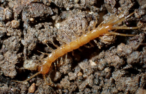 Photo diffusée par Etienne Iorio, le 20 mai 2025, d'un Lithobius à petites pattes ou mille-pattes (Lithobius Micropodus), classé "en voie de disparition", à Ramatuelle en 2023, dans le Var ( Etienne Iorio  / Etienne IORIO )