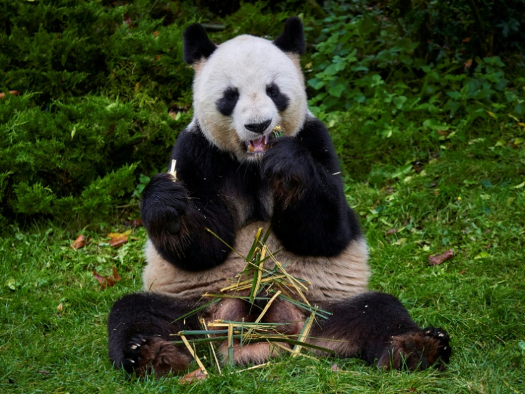 Le mâle panda Yuan Zi au zoo de Beauval à  Saint-Aignan-sur-Cher, dans le Loir-et-Cher, le 23 novembre 2025 ( AFP / GUILLAUME SOUVANT )
