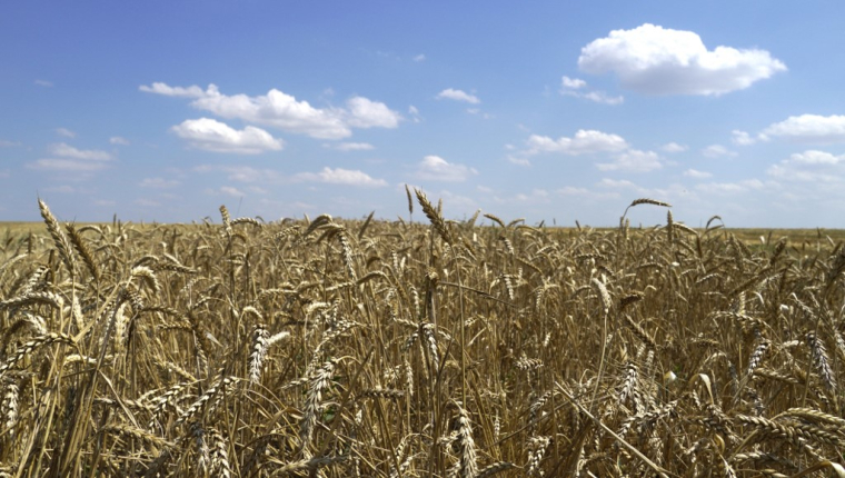 This photograph taken on July 31, 2022 shows a wheat field near Novoazovsk outside Mariupol, amid the ongoing Russian military action in Ukraine. (Photo by AFP) ( AFP / - )