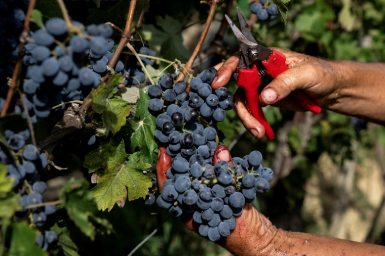 Vendanges dans le vignoble d'Agliano Terme, près de la ville d'Asti, dans le nord-ouest de l'Italie, le 21 septembre 2026  ( AFP / Marco Bertorello )