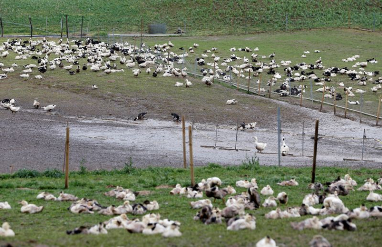 GRIPPE AVIAIRE: LA FRANCE PRÉVOIT D'ABATTRE 600.000 CANARDS