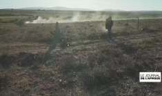 Invasion de criquets en Afrique du Sud : la sécurité alimentaire menacée