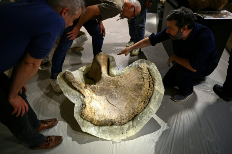 Des paléontologues inspectent un ilium (os pelvien) d'un camarasaurus protégé par du plâtre avant de l'installer pour l'exposition "Chercheurs de Dinos" au musée d'Angoulême, le 22 mai 2026 en Charente ( AFP / Christophe ARCHAMBAULT )