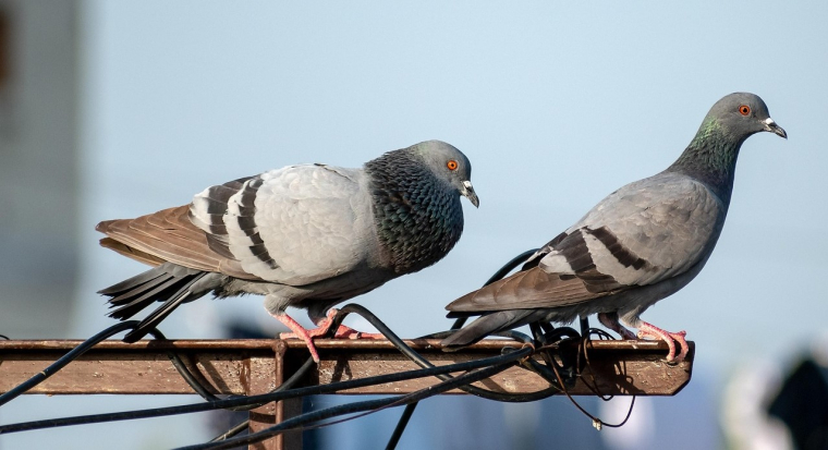 Vous pouvez alerter votre mairie si votre voisin nourrit régulièrement les pigeons, causant ainsi des nuisances. (illustration) (Rajesh Balouria / Pixabay)