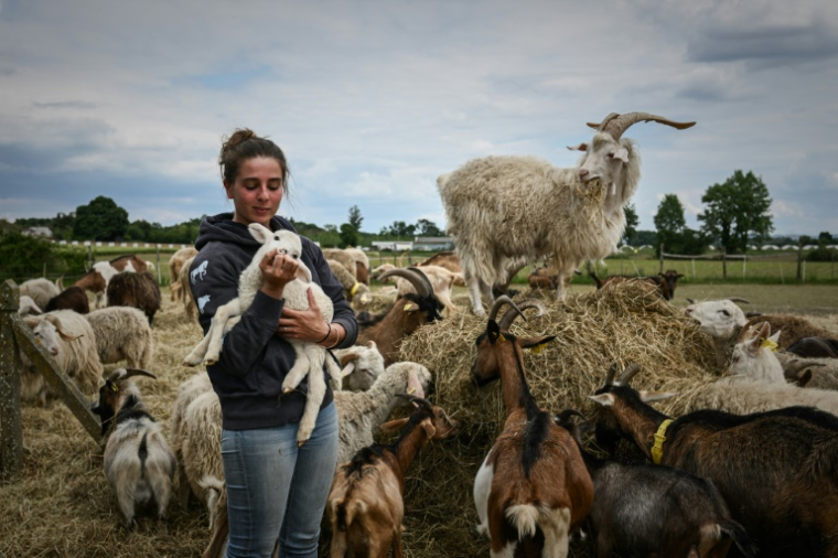 L'ostéopathe Philippine Jean caresse un agneau après avoir pratiqué une séance d'ostéopathie animale dans une ferme à Fauguerolles, dans le Lot-et-Garonne, le 7 mai 2025 ( AFP / Philippe LOPEZ )