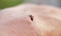 Le chikungunya se transmet à l'homme par la piqûre des moustiques-tigres ( AFP / Valery HACHE )