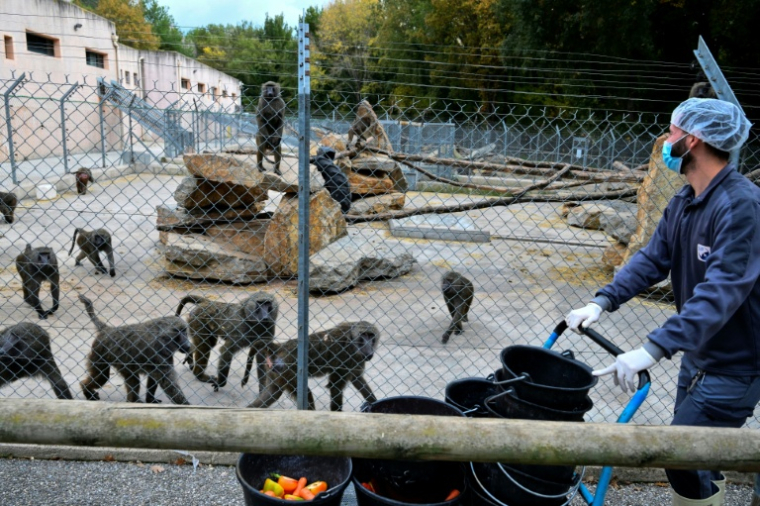 Un employé nourrit des babouins Anubis dans le centre de primatologie du CNRS le 6 novembre 2025, à Rousset dans les Bouches-du-Rhône ( AFP / Christophe SIMON )