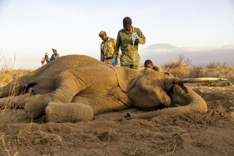 Des vétérinaires s'occupent de l'éléphant Gengis Khan, victime d'un mal mystérieux tuant ses congénères et qui agonise dans la réserve de Kitenden B, près du parc national kényan d'Amboseli,  le 12 août 2026 ( AFP / SIMON MAINA )