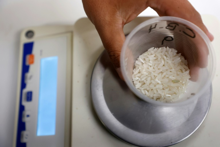 Un chercheur pèse du riz à l'Institut national de recherche agricole (INIA), dans la région de Ñuble, au Chili, le 10 avril 2025 ( AFP / RAUL BRAVO )