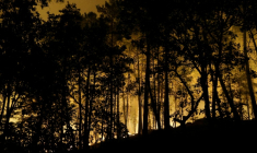 Des flammes dans la forêt de Fontainebleau après le déclenchement d'un incendie de forêt en fin d'après-midi, le 12 juillet 2026 en Seine-et-Marne ( AFP / GEOFFROY VAN DER HASSELT )