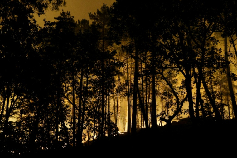 Des flammes dans la forêt de Fontainebleau après le déclenchement d'un incendie de forêt en fin d'après-midi, le 12 juillet 2026 en Seine-et-Marne ( AFP / GEOFFROY VAN DER HASSELT )