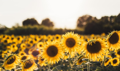 (Crédits photo : Unsplash - Jordan Cormack  )