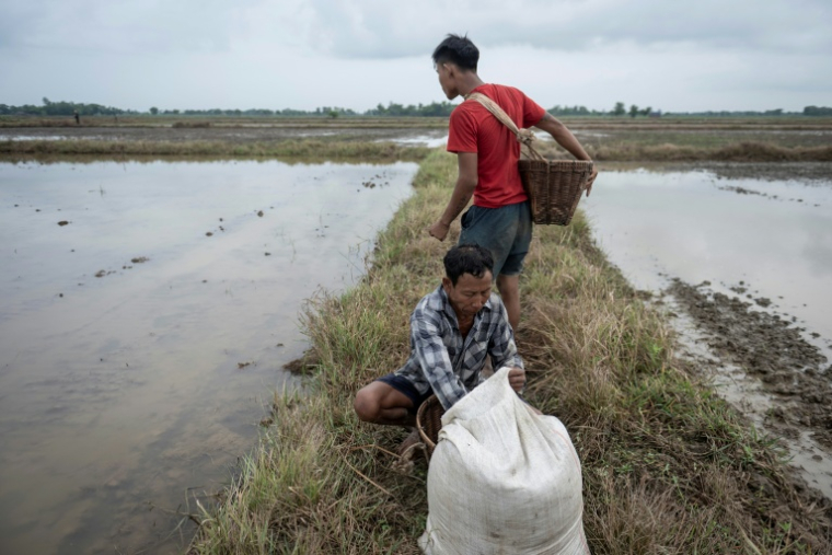 Des agriculteurs se préparent à planter du riz dans un champ du canton de Kawhmu, en périphérie de Rangoun, le 25 mai 2026 en Birmanie ( AFP / Sai Aung MAIN )