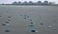 Les méduses sur la plage proche de la centrale nucléaire de Gravelines, le 12 août 2025 ( AFP / Sameer AL-DOUMY )